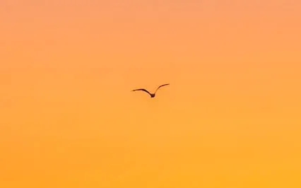 Light Language For Sacral Chakra