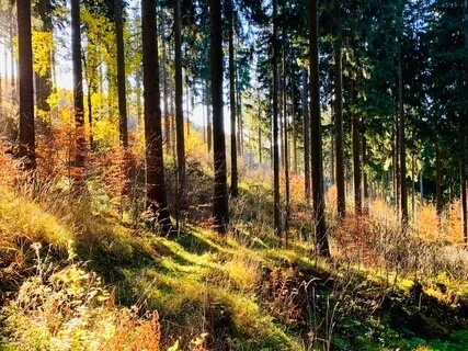 Root Chakra Activation With  Light Language 