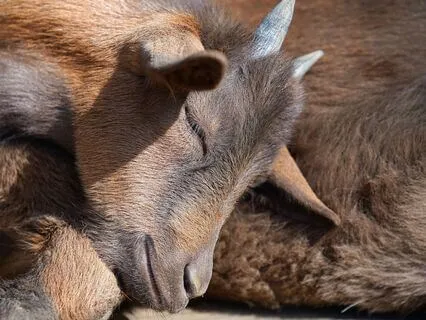 Light Language Optimal Health Sleep Meditation - Short