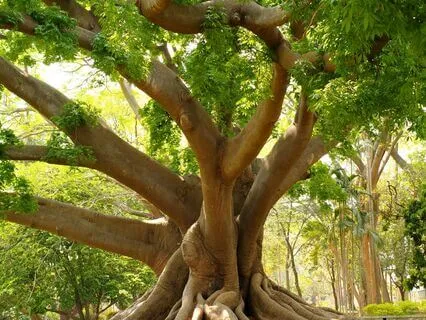 Light Language - Root Chakra