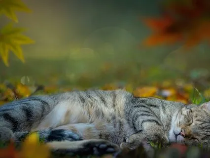 Light Language Sleep Meditation - Depression And Low Mood