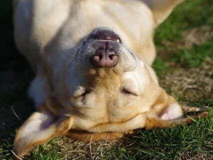 Long Light Language Sleep Meditation - Depression & Low Mood