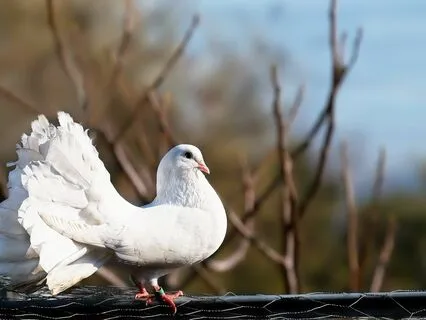 Sound Healing: Channeled From The Jesus Cave, India