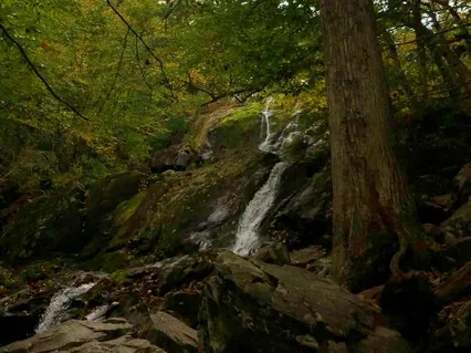 Light Language to Boost the Immune System & Energy Bodies