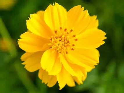 Light Language Transmission For Chronic Pain