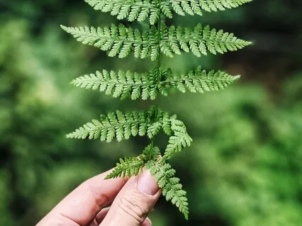 Light - Mantra Meditation - Gayatra / Shivoham