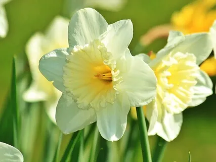 Light Meditation (Day 7)