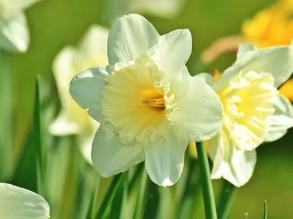 Light Meditation (Day 6)