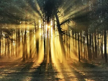 Light Morning Ambience Sounds For Stress Relief 