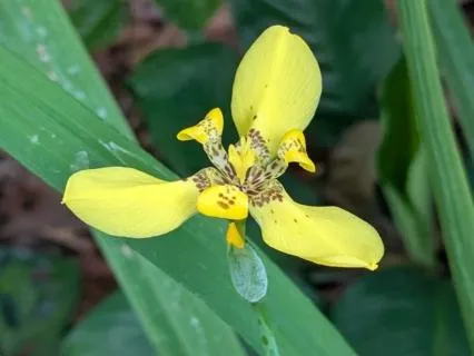 Light Portal Healing Activation