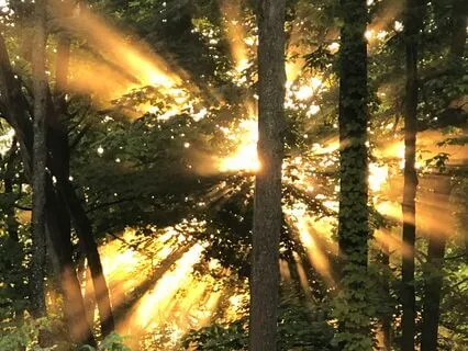 Light Protocol 02: For Viral Infections