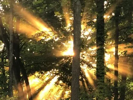 Light Protocol 07... For Ringing In Ears