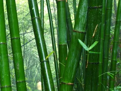 Light Rain In The Bamboo Forest Ambiance