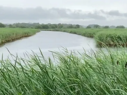 Light Rain On A Tin Roof With Wind And Bird Sounds