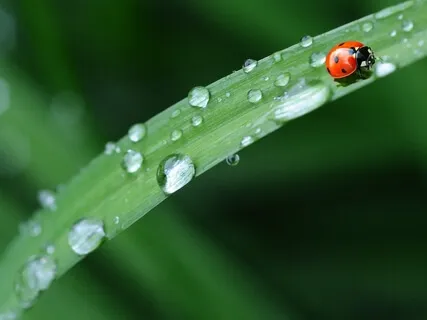 Light Rain Sleep Soundscape 2 Hours & Delta Binaural Beats