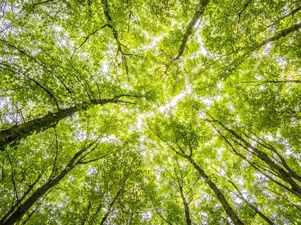 Light Shield Meditation