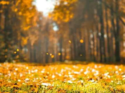 Light Song - Chant Lumière III