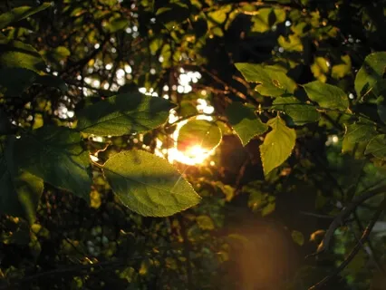 Light Song - Chant lumière VI