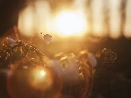 Light Song - Chant Lumière IV