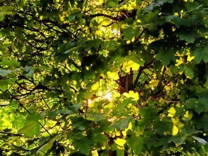 Light Through The Canopy