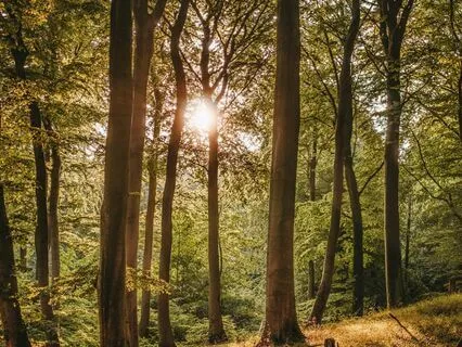 Light Within Guided Naturescape Meditation