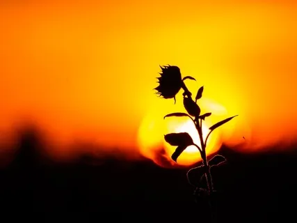 Like A Flower Facing The Sun