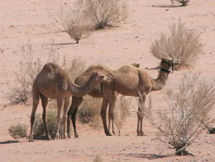 Flute - Like A Mirage | Wie Eine Fata Morgana