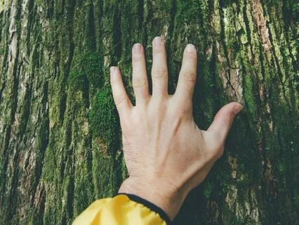 Like A Tree (7 Min)