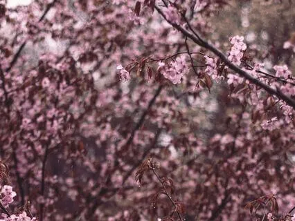 Like Blooming Flowers