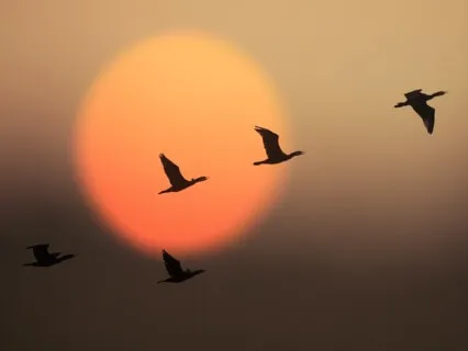 Like The Birds (Solo Piano)