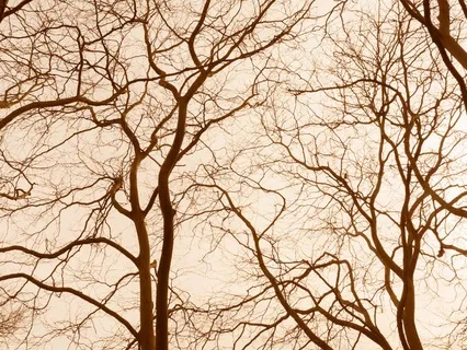 Like The Trees: A Meditation On Letting Go