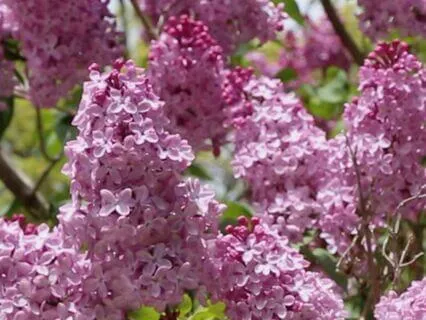 Lilacs In Bloom