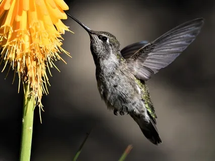Lily And The Wounded Bird