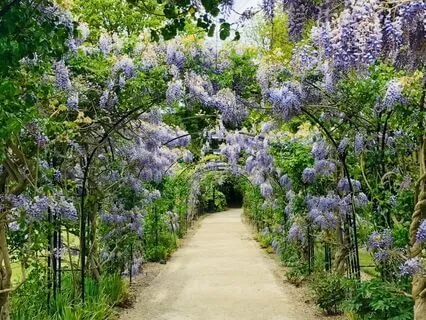 Lily's Secret Garden