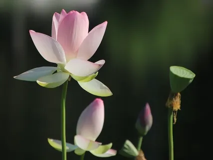 Lily Soliloquy (Solo Piano)