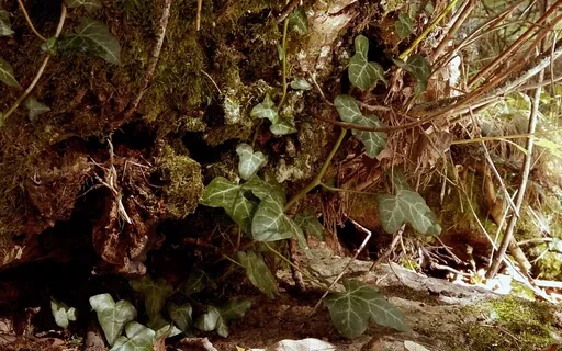 Liminal Prayer - Day 16