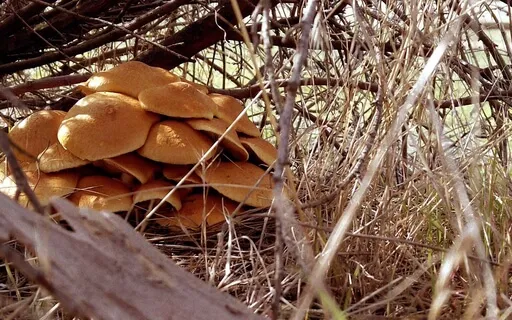 Liminal Prayer - Day 18