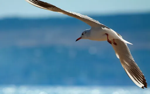 Limitless Possibilities