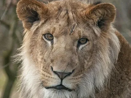 Lion Of Judah Breath Reset (Quick Practice)