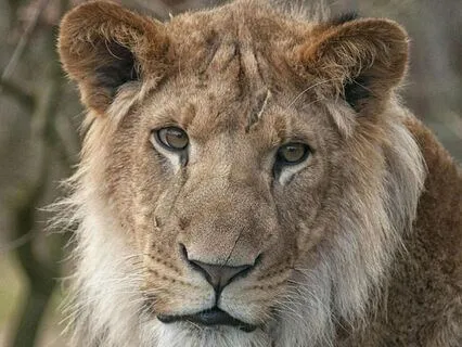 Lion’s Breath Of Judah: Awakening Courage And Presence