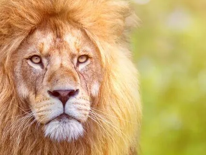 Lion's Breath: Roar Out Tension