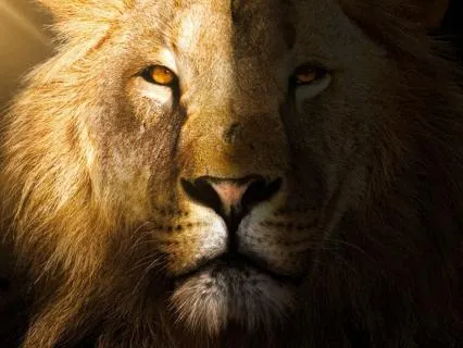 Lion’s Gate 8/8 Manifestation & Abundance Meditation