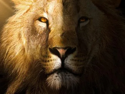 Lion’s Gate 8/8 Manifestation Portal Subliminal (432 Hz)