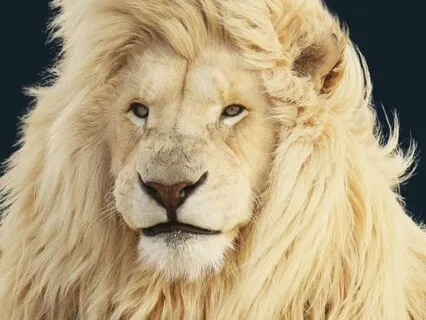 Lion's Gate 888 Portal Meditation With Sekhmet