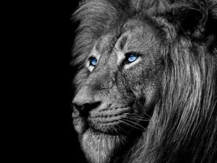 Lion's Gate Healing Journey - Within The King's Chamber