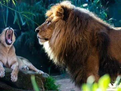 Lion's Gate and Akashic Records  Meditation