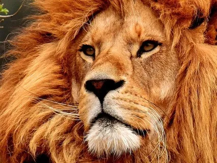 Lion’s Gate Portal 2025