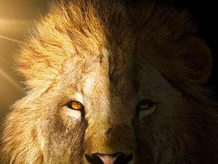 Lion’s Gate Portal Activation