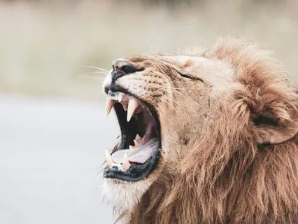 Lion's Gate Portal Breathwork For Manifestation