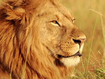 Lion’s Gate Portal To Manifest Your Highest Timeline